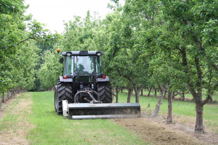 Faire pâturer des moutons dans un verger nécessite des aménagements comme l'augmentation de la distance inter-arbres ou encore l'allégement des palissages.