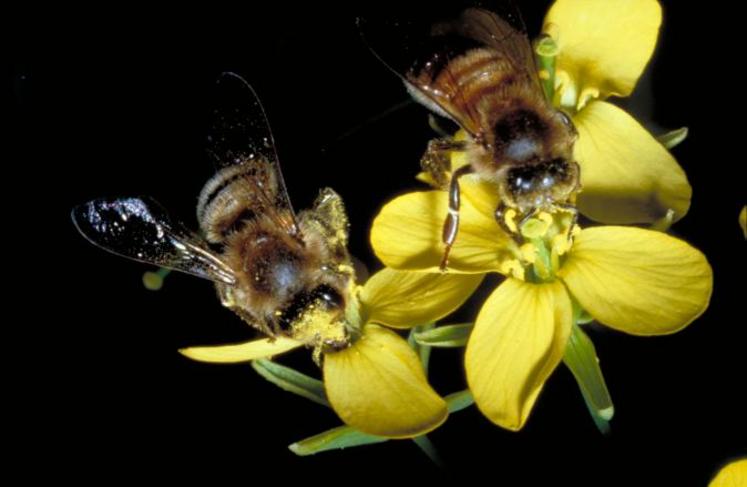 Dans 20 % des champs, l’espérance de vie des abeilles était réduite en raison de l’exposition à l’imidaclopride.