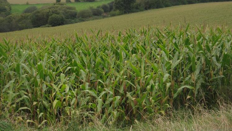 Cette année, les acheteurs auront plus particulièrement intérêt à acheter à la tonne plutôt qu’à l’hectare.