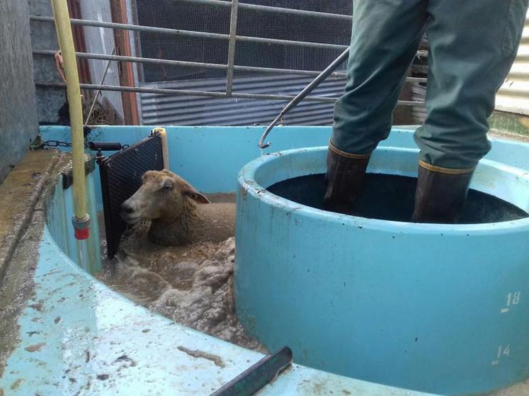 L’éradication du parasite nécessite deux bains à 15 jours
d’intervalle. La tête du mouton doit être totalement immergée pendant au moins une minute pour rendre le protocole efficace.