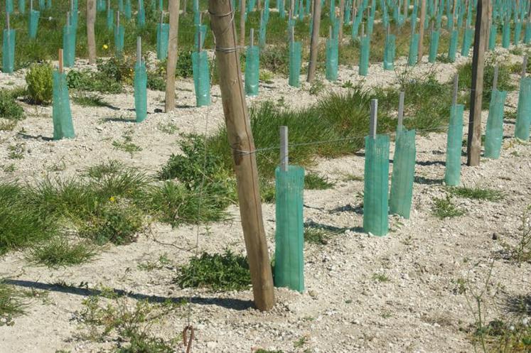 Le Conseil de bassin viticole s’est positionné pour un contingent d’autorisations de plantation de bassin à hauteur de 800 ha pour 2017.