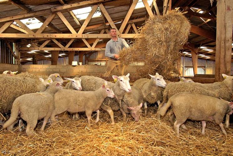 Le déficit fourrager conduit les éleveurs à revoir leur programme d’alimentation.