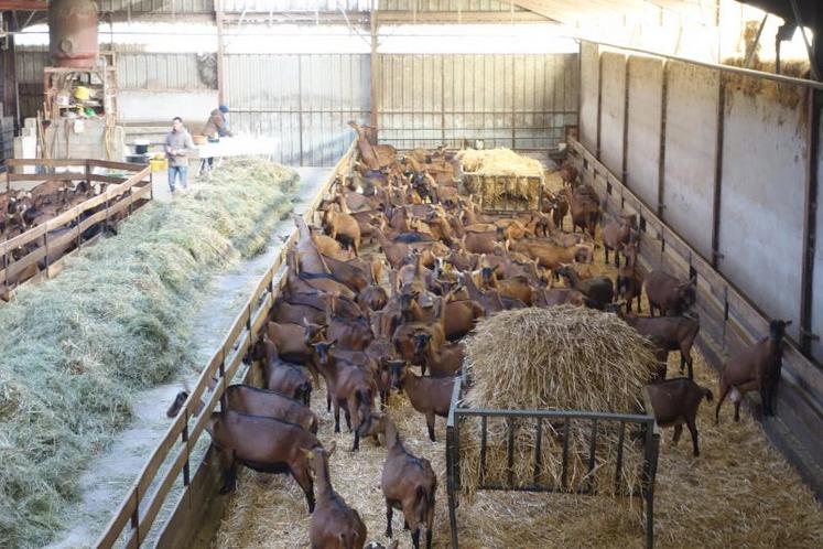La journée Cap’Vert, organisée à l’Inra de Lusignan, sur le site de Patuchev, présentera de nombreuses approches alimentaires en élevage caprin.