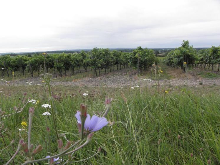 Pour le président de l'UGVC : « Nous construisons aujourd'hui le cognac de demain : un cognac d'excellence et responsable sur son territoire »VC