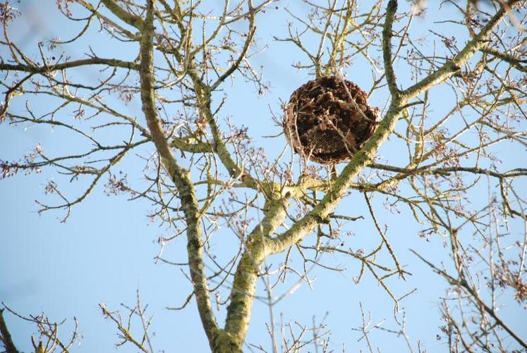 Pour les nids de frelons asiatiques, les interventions doivent être réalisées par des personnes équipées. Pour plus d’informations, contacter la FDGDON ou les services vétérinaires.