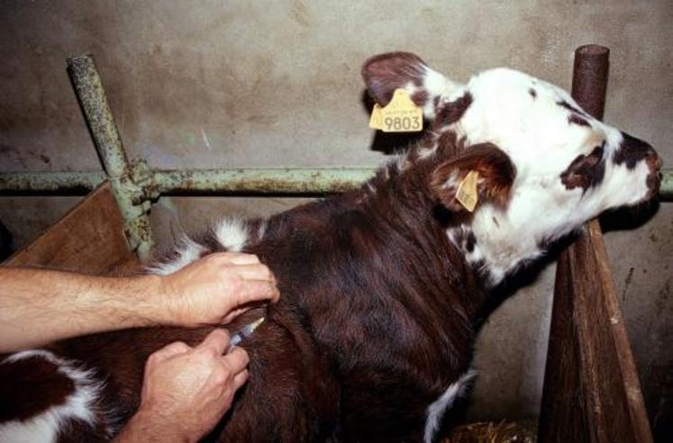 Les broutards destinés aux échanges avec l’Italie vont être vaccinés  par les vétérinaires.