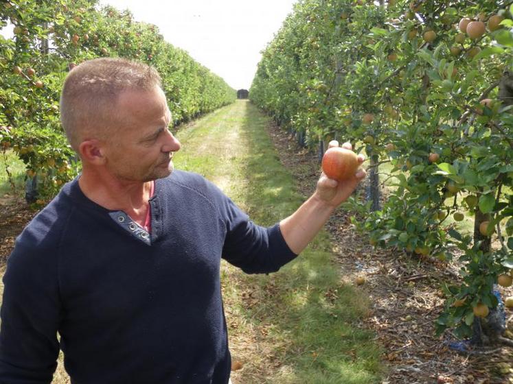 Thierry Faure présente une des pommes Rubinettes de son verger, presque à maturation. La preuve de leur bon goût ? Elles attirent déjà les oiseaux...