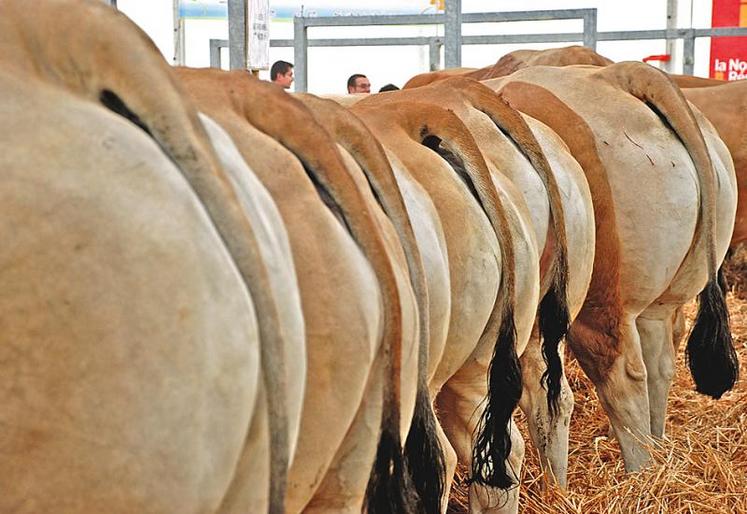 Mars : foire concours d'animaux de boucherie à Bressuire.