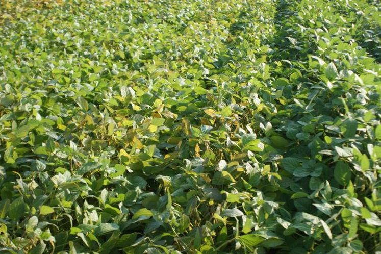 En soja, le nouvel herbicide est nettement plus efficace
dans la lutte contre l’ambroisie grâce au métobromuron.