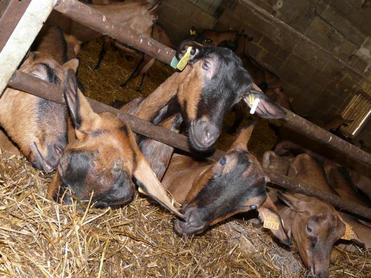 Le Poitou-Charentes reste la première région caprine de France avec 1 400 exploitations et 234 millions de litres collectés, soit 53 % de la collecte nationale.