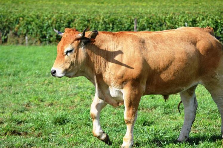 il est nécessaire d'avoir une bonne croissance à l'herbe pour 
favoriser la croissance des élevages de boeufs de 36 mois.