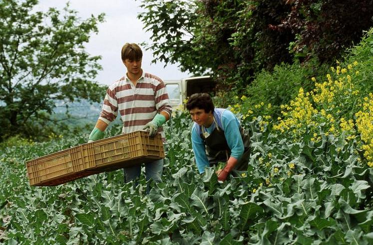 Le système de maraîchage diversifié sur moins d’un ha, tel que défini dans cette étude, est susceptible de satisfaire les attentes du maraîcher.