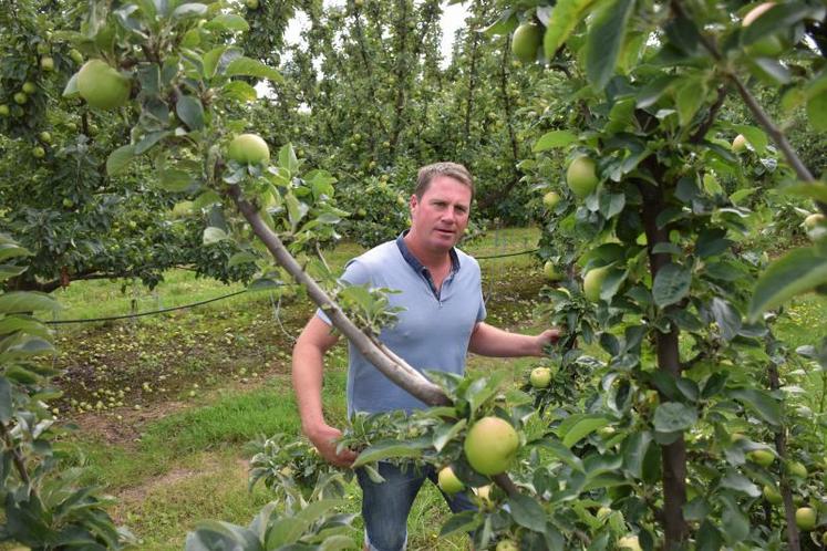 La bonne récolte en cerises et en prunes amène Christophe Prouteau à se projeter sur les soins hivernaux. « Il va falloir être rigoureux dans l’entretien des arbres. Des apports en bore (oligoélements) et en zinc seront nécessaires pour permettre aux arbres de se refaire ».