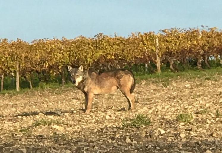 L'animal a été photographié dans les vignes, à St-Thomas-de-Conac.