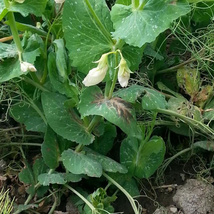 La bactériose sur plantes se caractérise par une couleur qui va du marron clair au brun foncé sur le feuillage et les tiges.