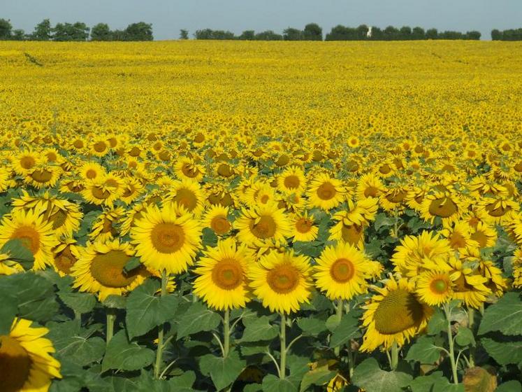 Les besoins du tournesol en azote sont faibles, de l’ordre de 
4,5 kg d’azote par quintal de graines produites.