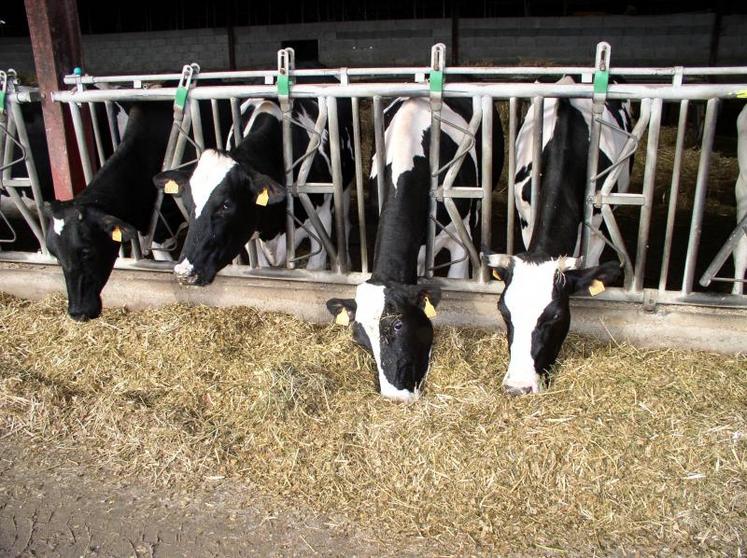 Si la production laitière française a connu une légère baisse depuis ses sommets de 2015, la situation est plus problématique en Poitou-Charentes où la baisse se poursuit depuis plus d’une décennie.