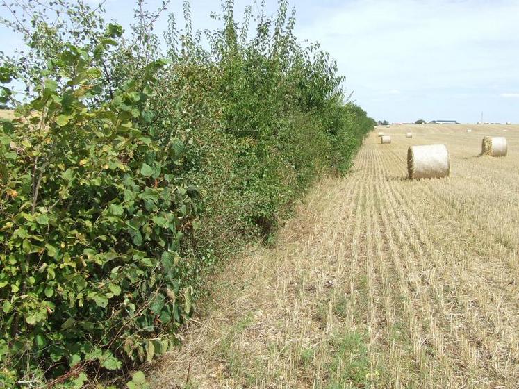 Une application a été mise en place par
Les chambres d’agriculture pour composer
sa haie selon son système de culture.