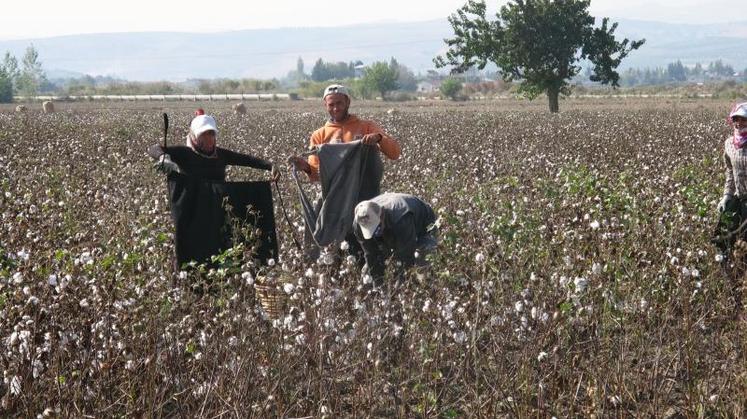 La demande en coton permet un redémarrage de sa culture en Turquie.