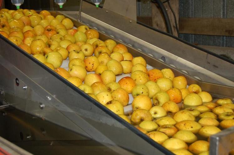 En Poitou-Charentes, la pomme passe par 40 traitements en moyenne !