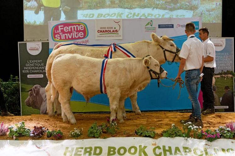 Irlandaise a décroché le grand prix de championnat femelle. Présentée par l'Earl Merceron, sa lignée n'en est pas à son premier succès. A Moulin, Brésilienne, sa mère décrocha