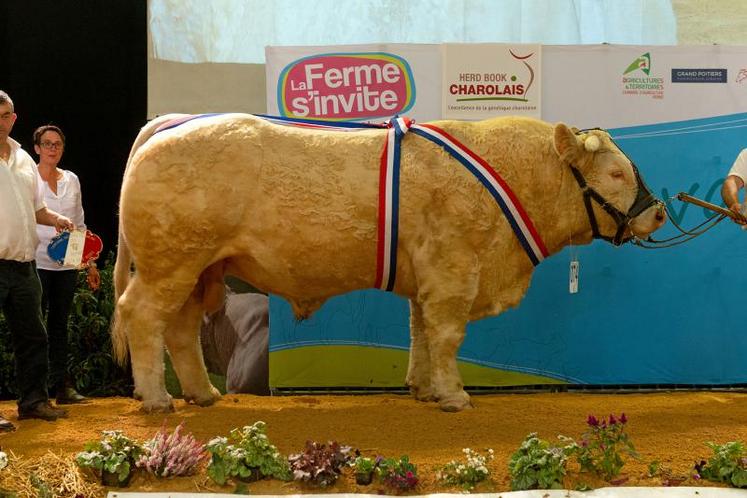 Mathéo, présenté par Alain Birot obtient le prix de championnat junior male réserve.