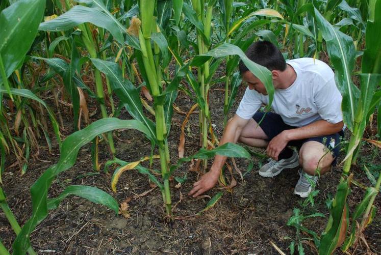 Anthony Brunault pratique le semis direct sur couvert végétal sur sa ferme à Clazay.