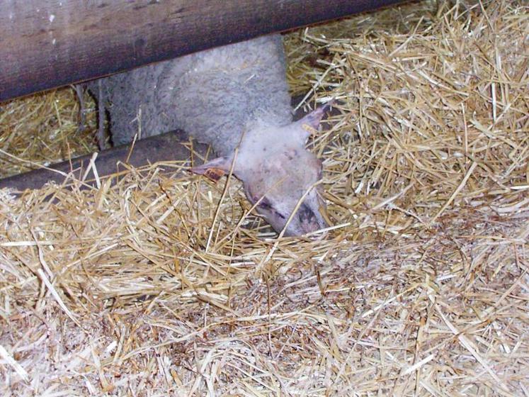 La paille de blé est appréciée par les animaux.