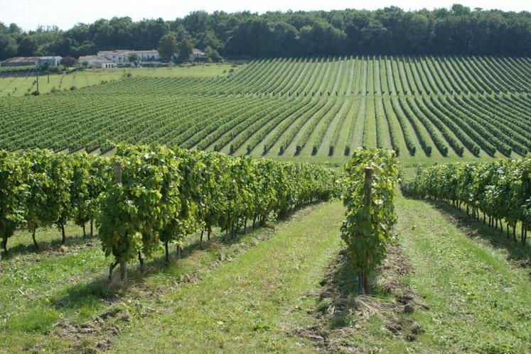 Les vignes gelées ont retrouvé leur végétation, mais pas forcément les grappes !