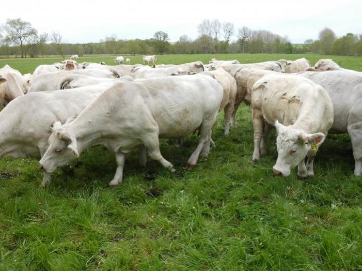 Grâce à la veille assurée par les éleveurs et le GDS 17, la situation des troupeaux bovins est majoritairement favorable face à la diarrhée virale bovine (BVD).