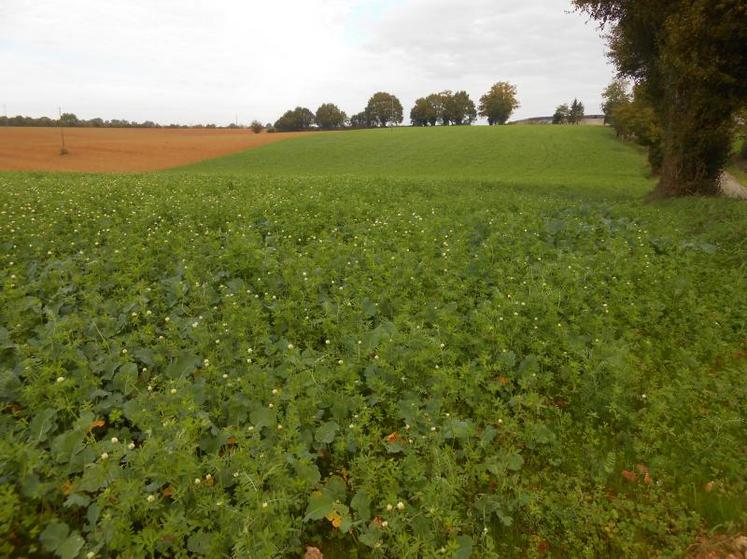 La culture de colza en association est alors un premier levier pour diminuer l’usage des produits phytosanitaires.