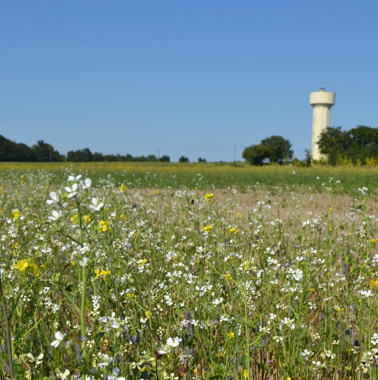 Rendez-vous des couverts, agronomie, Deux-Sèvres.