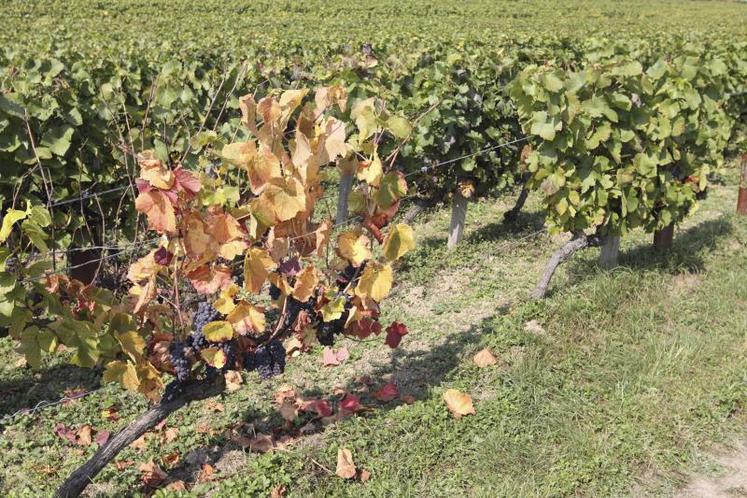 En 2014, 13 % du vignoble français était considéré improductif du fait des maladies du bois, représentant une perte de production de 2,1 à 3,4 millions d’hectolitres, soit environ un milliard d’euros de préjudice pour les producteurs.