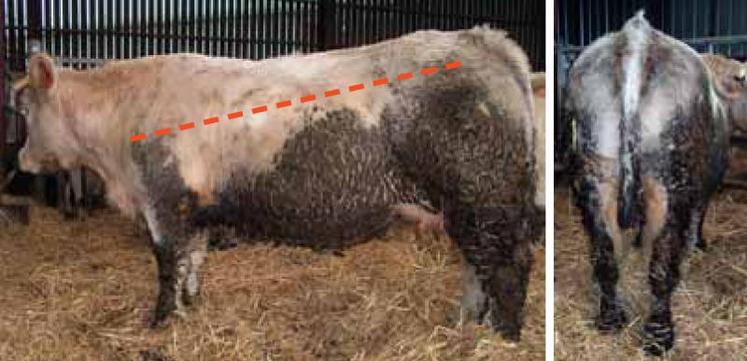 Les zones de salissures s’étendent de la fesse (hanche) 
jusqu’à la pointe de l’épaule. Les salissures remontent sur 
le côté jusqu’en haut du flanc et forment une croûte épaisse.