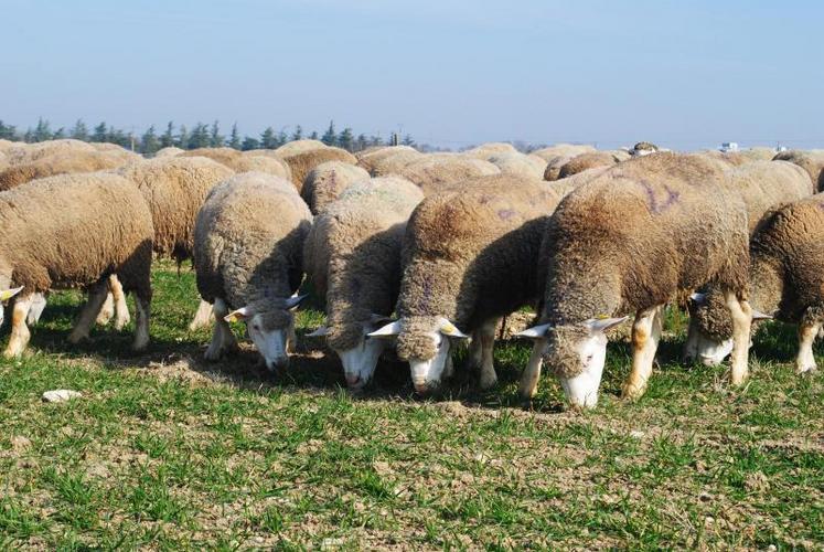 Les brebis ont été mises sur la parcelle expérimentale
le 21 février.