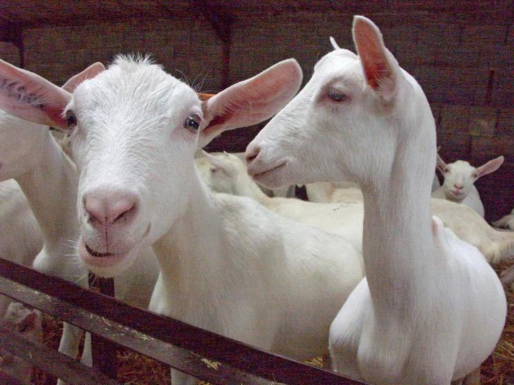 Améliorer la rumination du troupeau et/ou l’apport de matières grasses alimentaires peuvent améliorer le taux butyreux des chèvres.