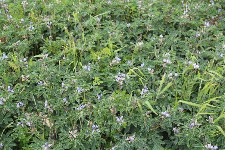 Pour une parcelle portant du lupin pour la première fois,
il est conseillé d’apporter de l’inoculum.