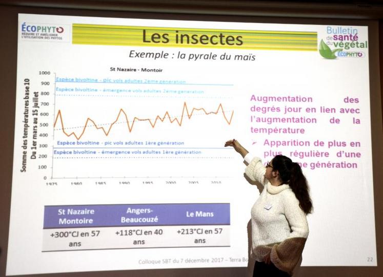 Avec le changement climatique, on observe une apparition de plus en plus régulière d’une deuxième génération de pyrales du maïs.