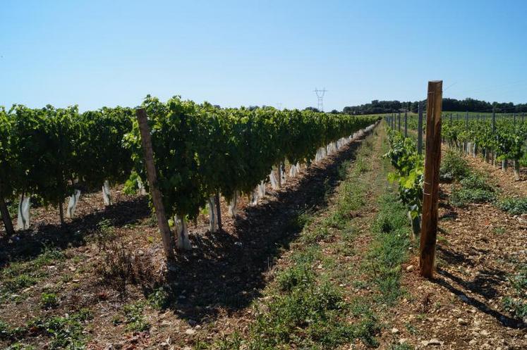 Des viticulteurs évitent le désherbage total entre les rangs pour limiter les traitements.