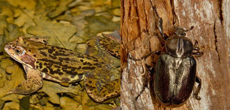 Espèces emblématiques de l’alliance entre nature et agriculture sur la RNR : la grenouille rousse et le pique-prune. La première pond dans les ornières de tracteurs et les pas de boeufs, la seconde décompose le bois mort des haies qui va enrichir les sols.