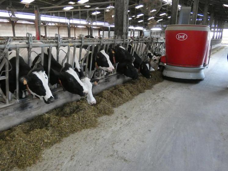 Le robot d’alimentation en plein travail, dans le bâtiment des vaches en lactation.