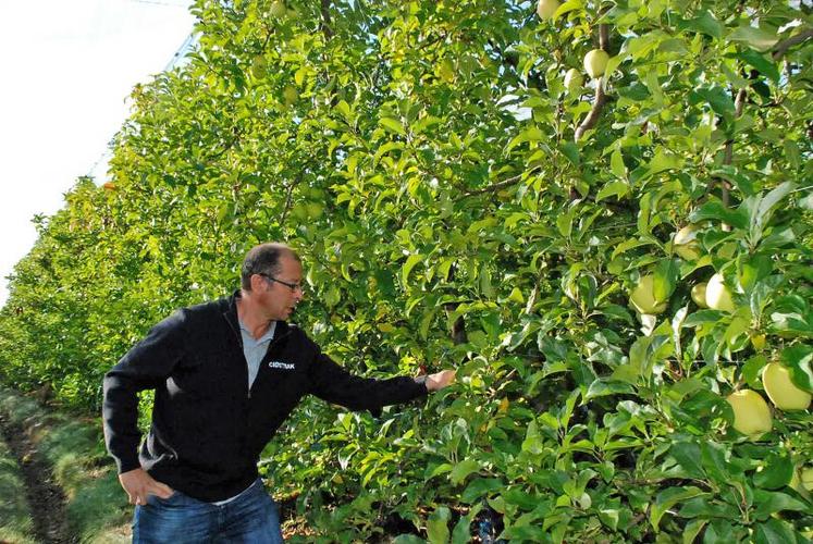 « De mémoire d’arboriculteur, je ne me souviens pas avoir eu un tonnage aussi bas», déclare Bertrand Baraton installé depuis trente ans à Saint-Pardoux.