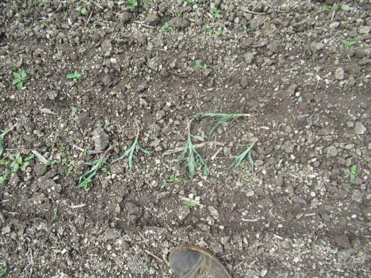 Les plants arrachés de terre par les corbeaux jonchaient le sol. Arnaud a tout broyé, mi-août, pour stopper la pousse d’adventices.