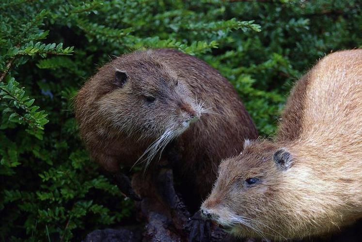 Environ 15 000 ragondins sont tués chaque année dans le département. C’est trop peu pour enrayer la propagation du nuisible dans les milieux aquifères.