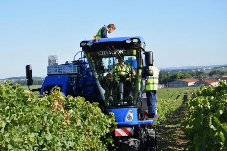 Le vignoble est sous surveillance accrue.