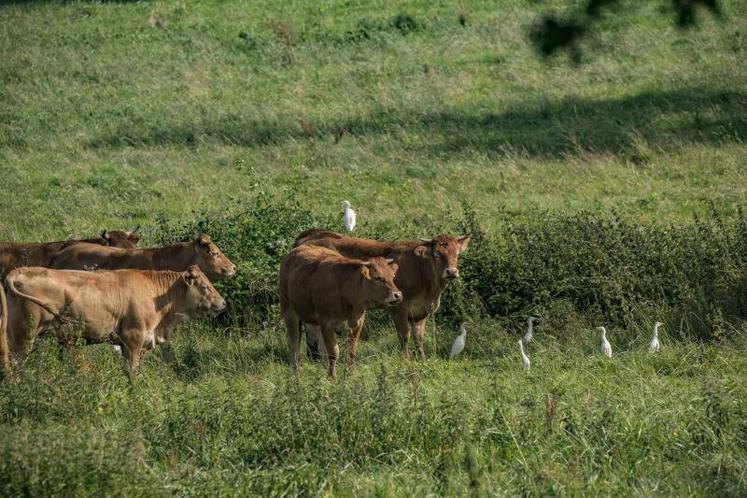 Quand l’élevage d’herbivores est affilié à la prairie permanente, il contribue à la préservation de l’environnement.