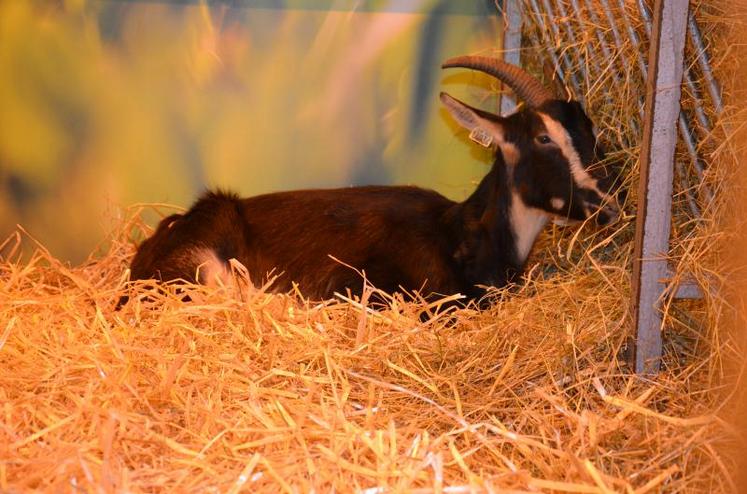 La marque Chèvres de race poitevine - fermier ADDCP 
est un argument marketing.