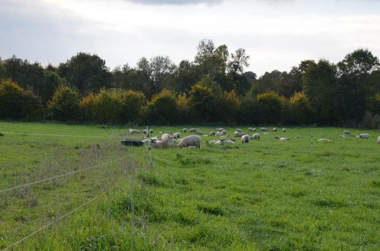 Avec un pâturage intensif, les brebis de la ferme des Sicaudières optimisent l’aliment qui coûte le moins cher à produire.