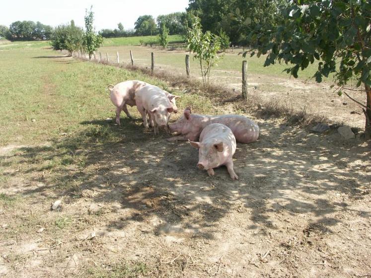 Depuis 2007, les cours du porc n’ont pas permis aux éleveurs de retrouver un équilibre du fait de la crise financière et de la chute de la consommation.
