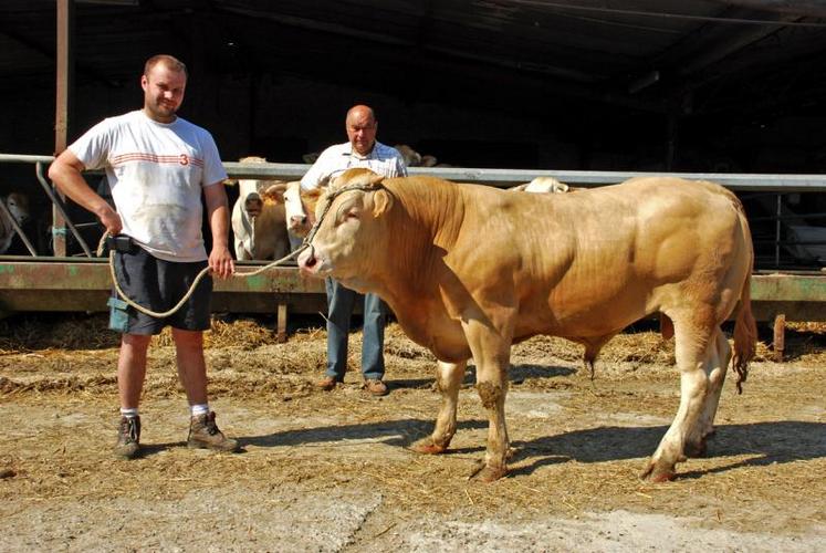 Alexis Moussard et son père Joannick présenteront ce jeune mâle parmi les 9 animaux conduits à Lezay.